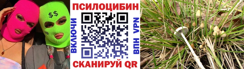 Купить где  Цивильск  Псилоцибиновые грибы мицелий 